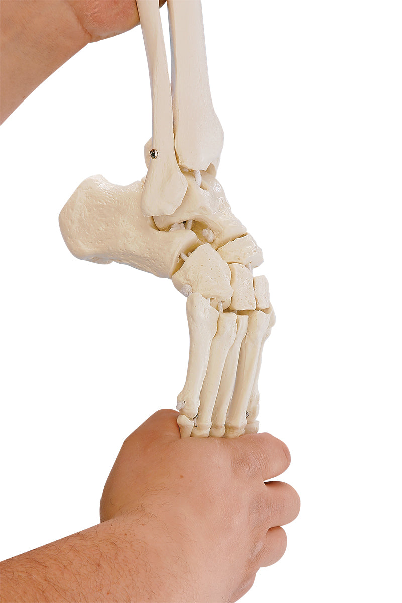 Model af nedre ekstremitet med alle knogler monteret på elastikker (inkl. hoftebenet)