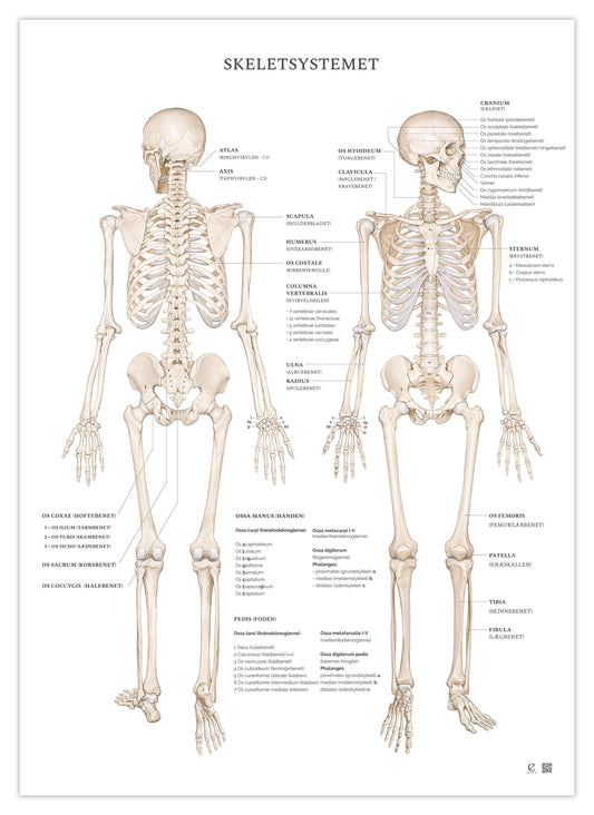 Anatomi plakat - Skeletsystemet med tekst