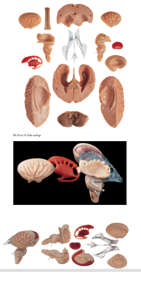 Hjernemodel i højeste kvalitet og med farvet indre strukturer. Kan adskilles i 15 dele