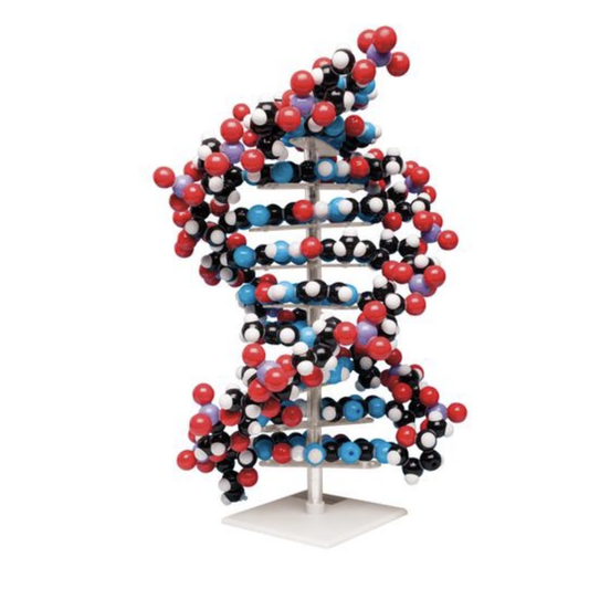 Stor model af DNA som samlesæt opbygget af pædagogisk farvet atomer