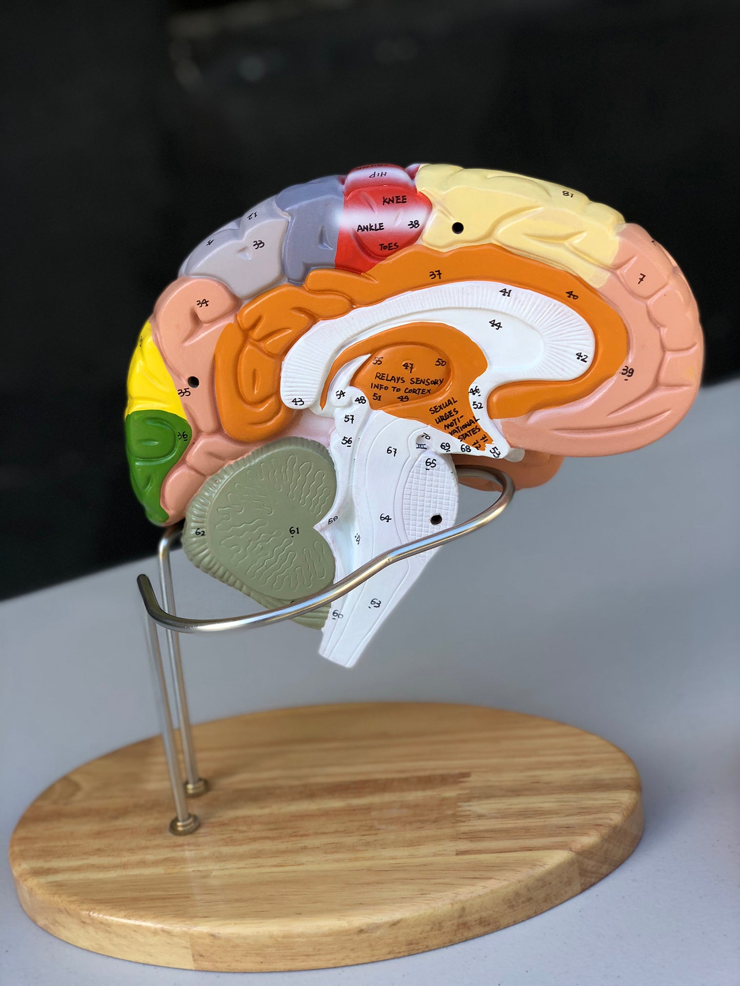 Forstørret hjernemodel med mange områder i pædagogiske farver. Kan adskilles i 4 dele