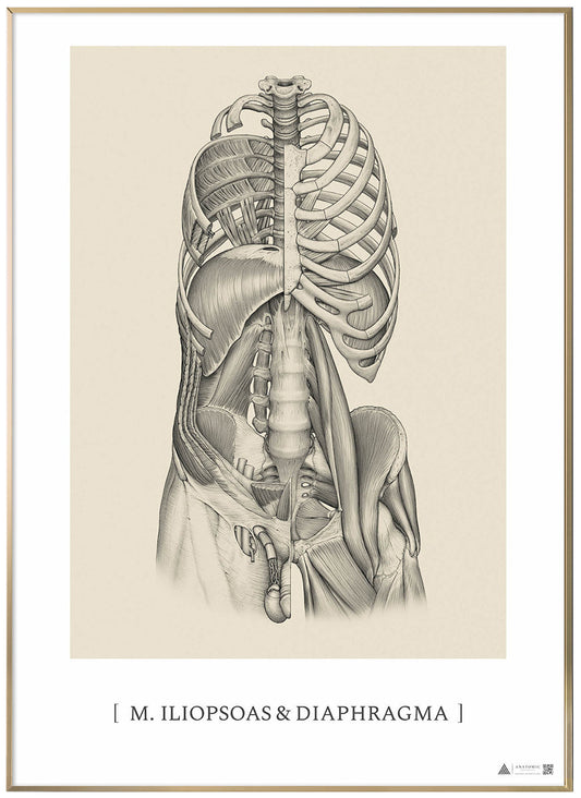 Anatomisk kunstplakat Iliopsoas & Diaphragm