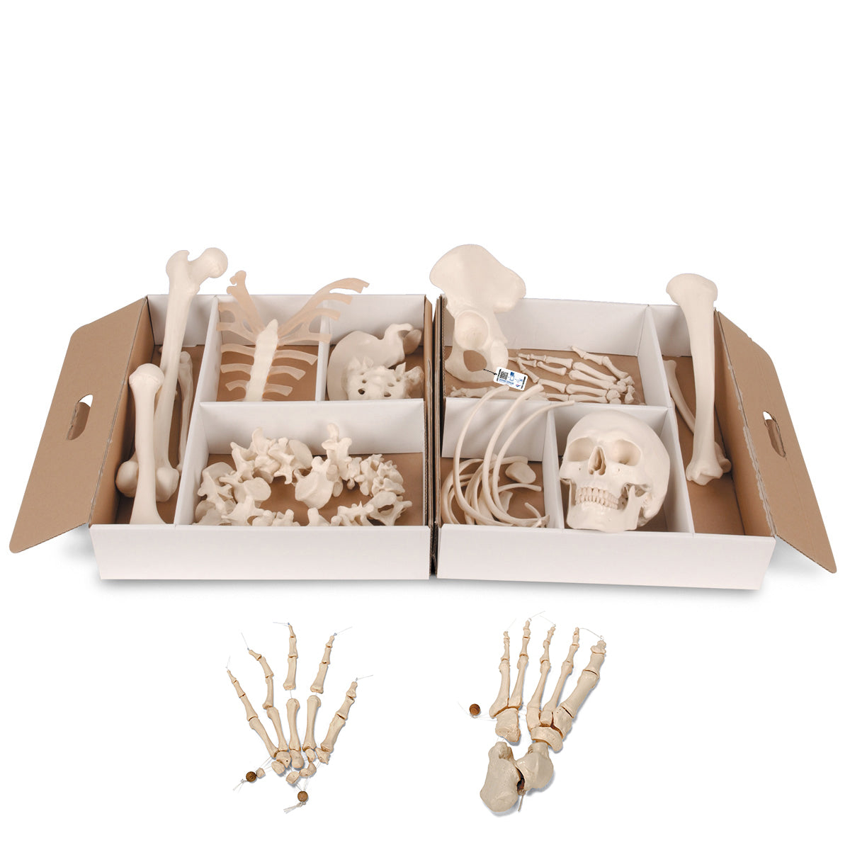 Klassisk knoglesæt til mange formål. Leveres i en ruminddelt papkasse med håndtag