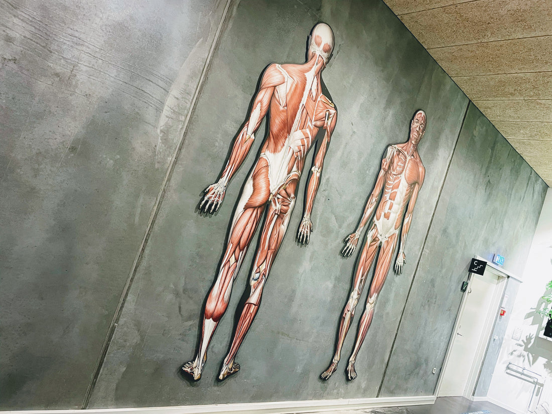 2 og 3 meter høje anatomiske figurer - vi kalder det anatomisk kunst