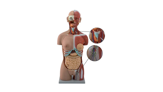 Komplet torso med 27 udtagelige dele, åben ryg, muskler, et foster og udskiftelige kønsorganer
