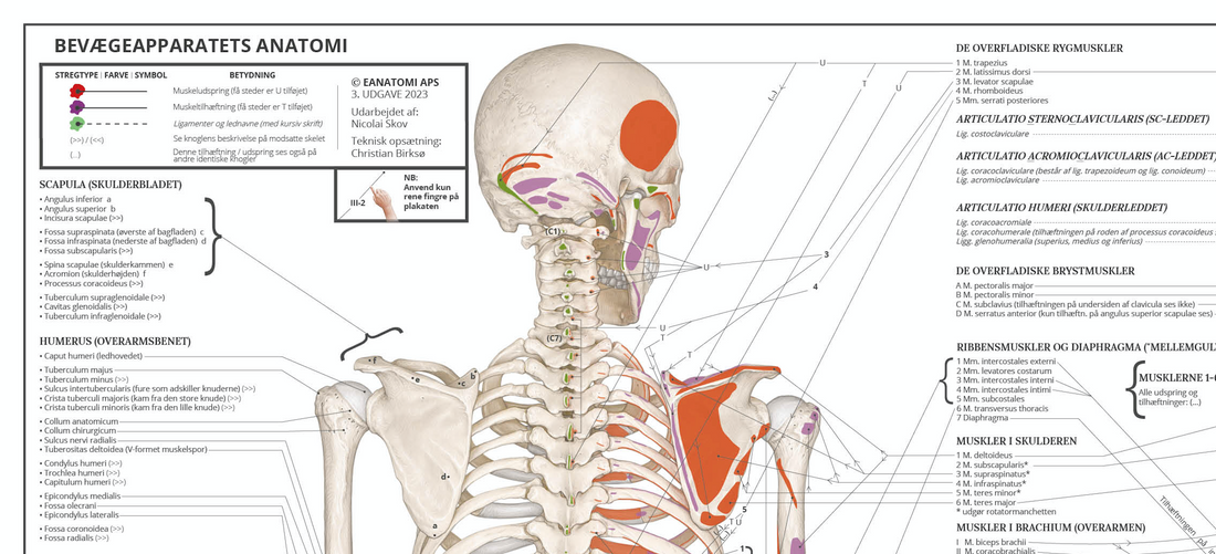 En anatomi plakat ulig nogen anden - EA1 bevægeapparatets anatomi