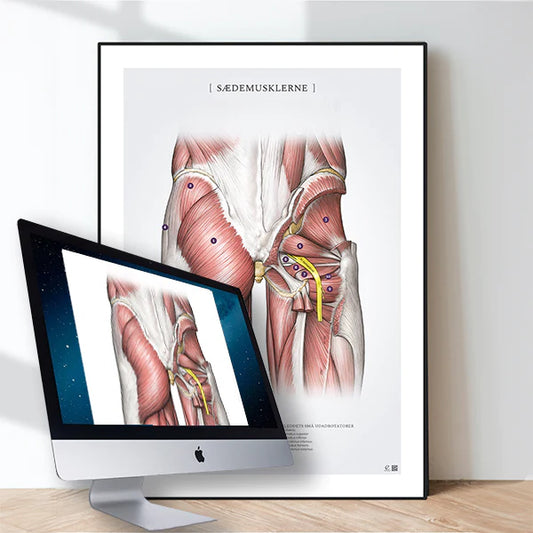 Digitale anatomiske illustrationer