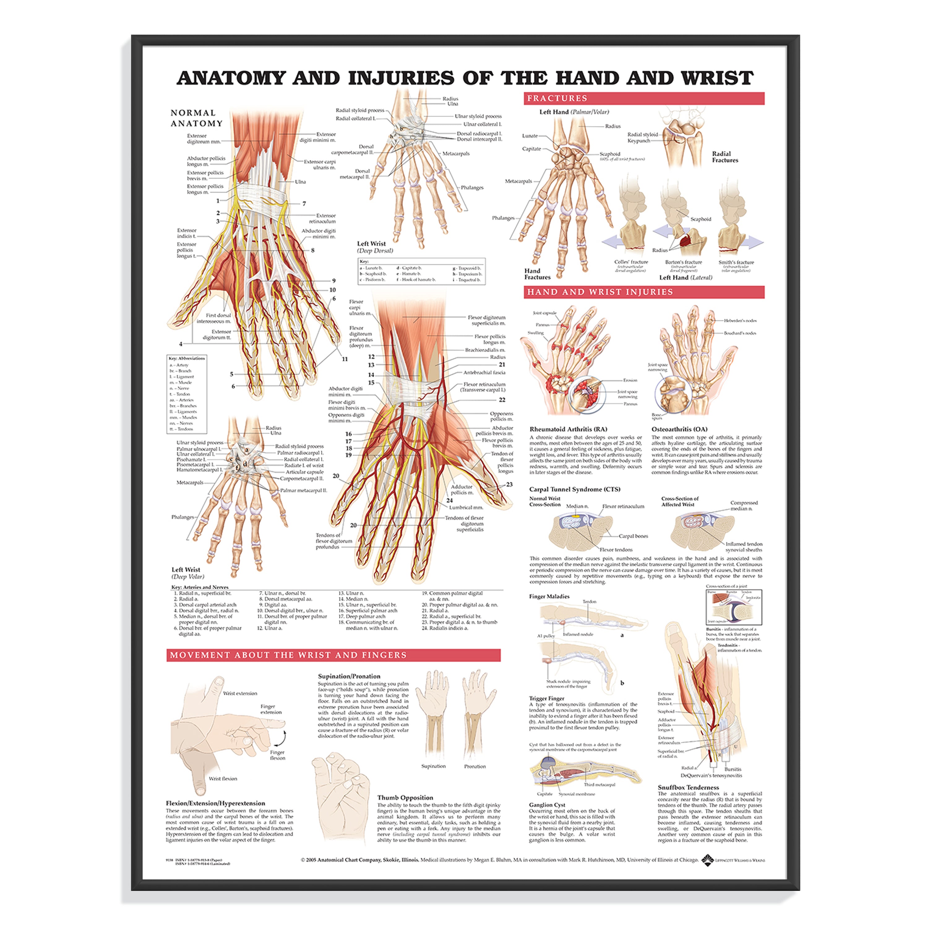 Anatomical posters about the upper extremity In eAnatomi.dk