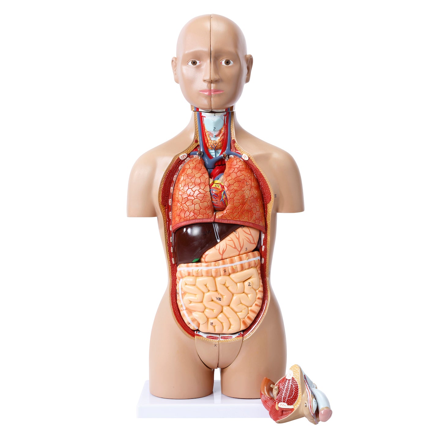 Highly detailed mini torso with 15 removable parts and male and female genitalia