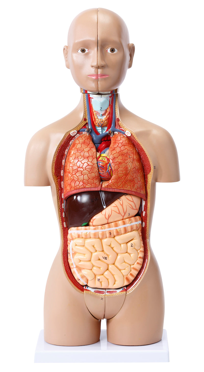 Highly detailed mini torso with 15 removable parts and male and female genitalia