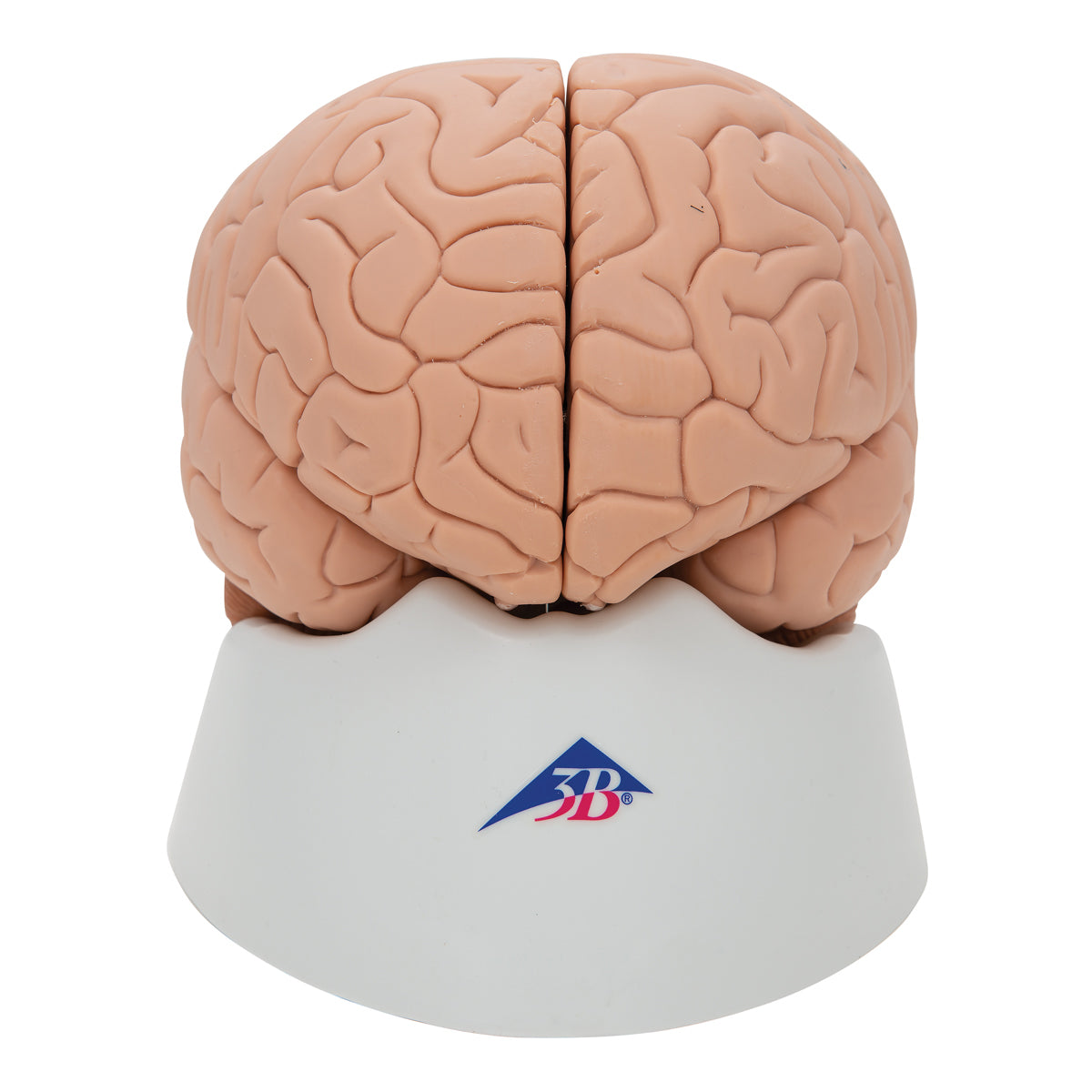 Anatomisk hjärnmodell i 2 delar 