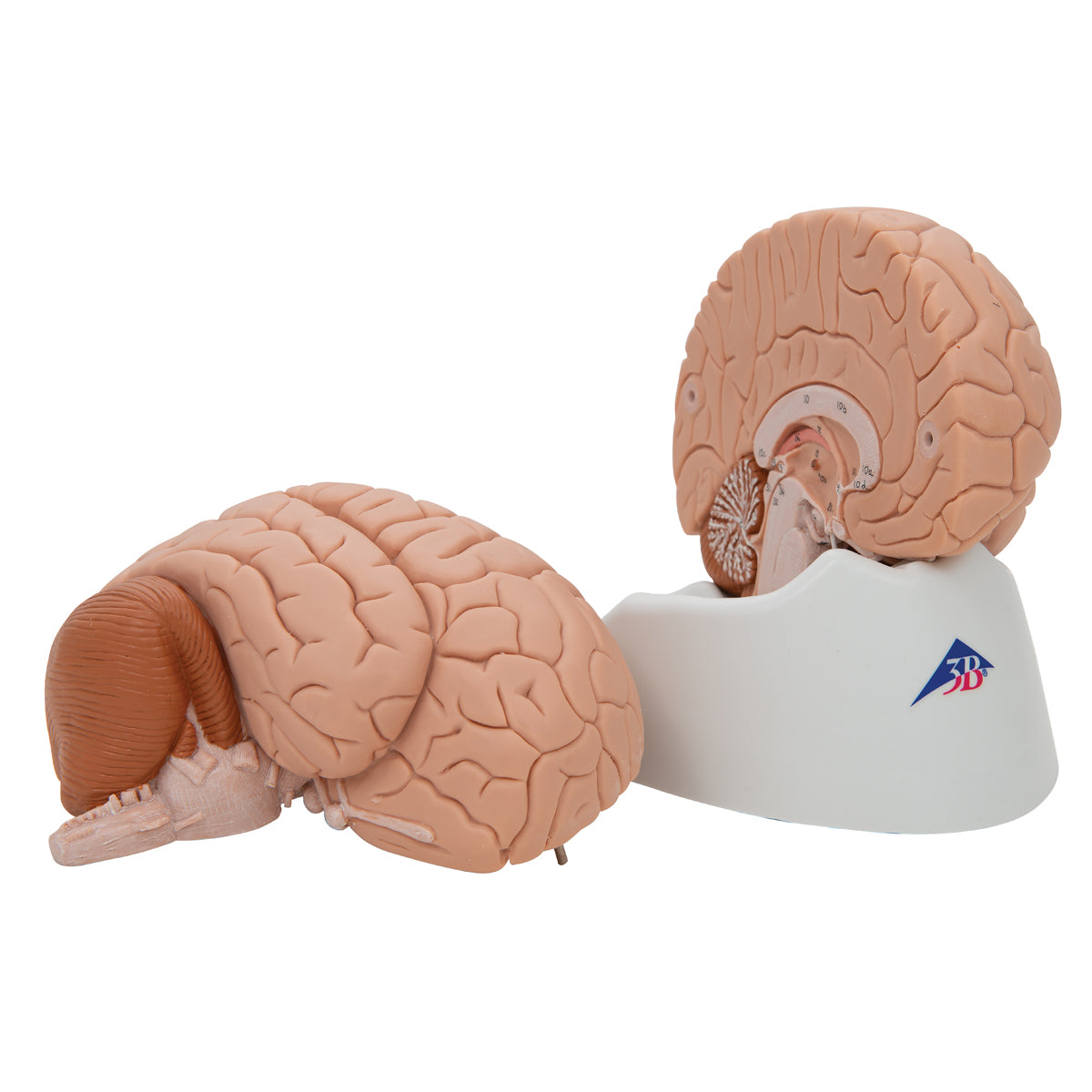 Anatomisk hjernemodel i 2 dele