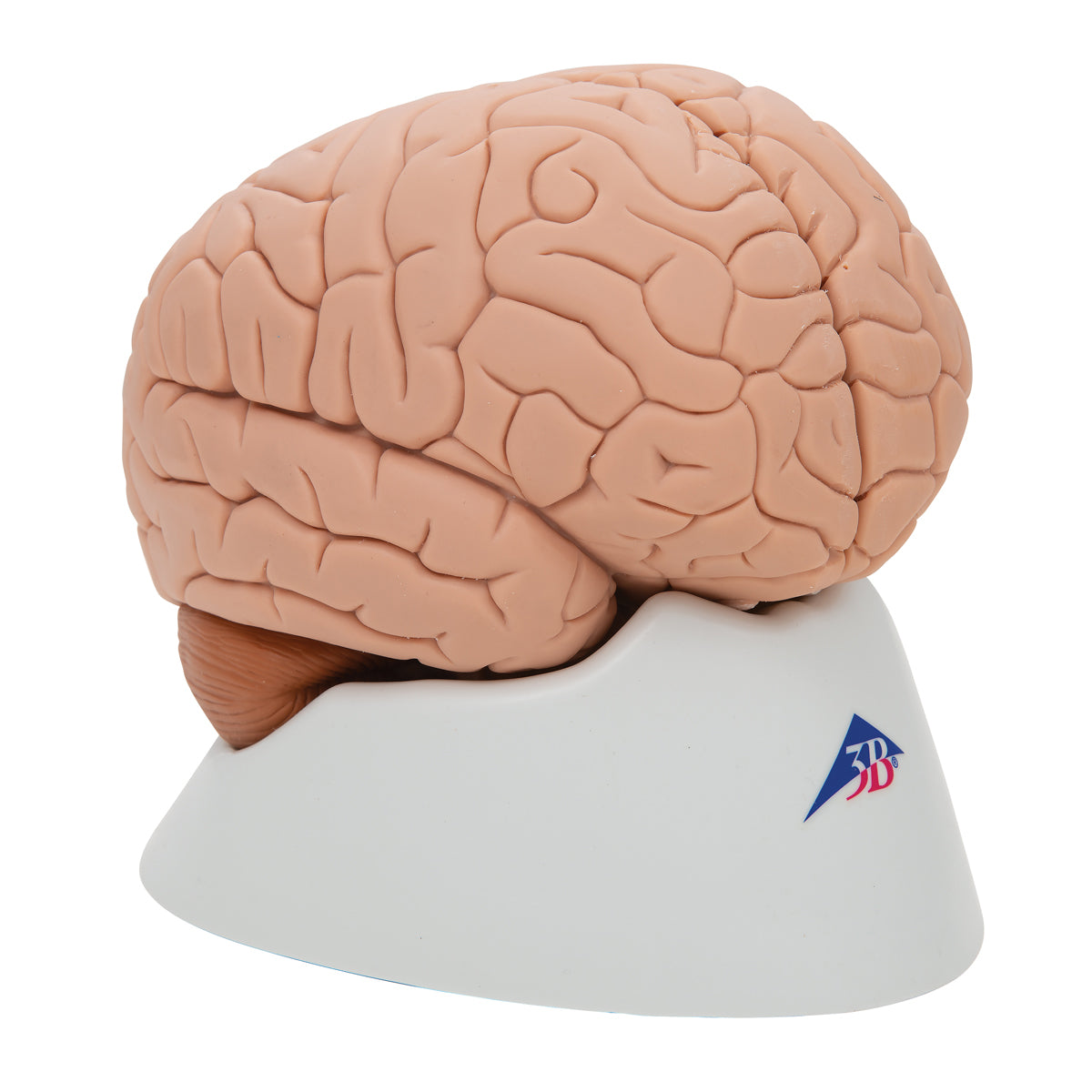 Anatomical brain model in 2 parts 
