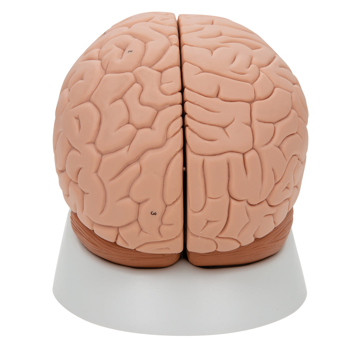 Anatomical brain model in 2 parts 