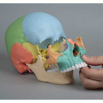 Skull model assembled with magnets in 22 parts - colored version
