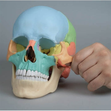 Skull model assembled with magnets in 22 parts - colored version
