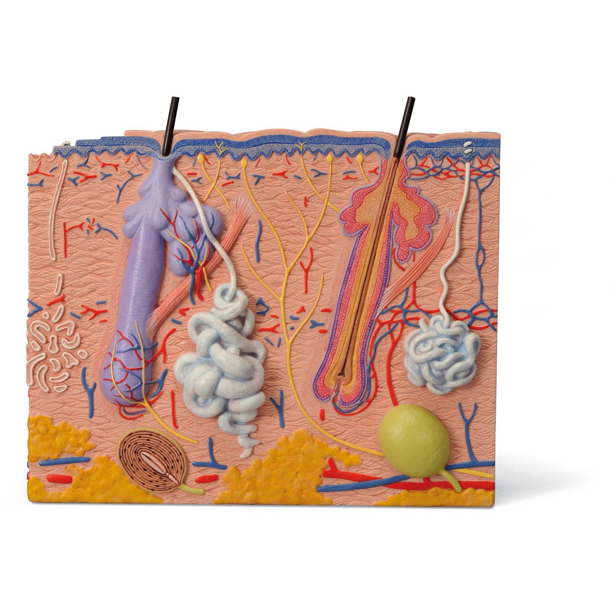 Skin Model Anatomy 35X Enlarged Skin Anatomy Model For Science Tunisia