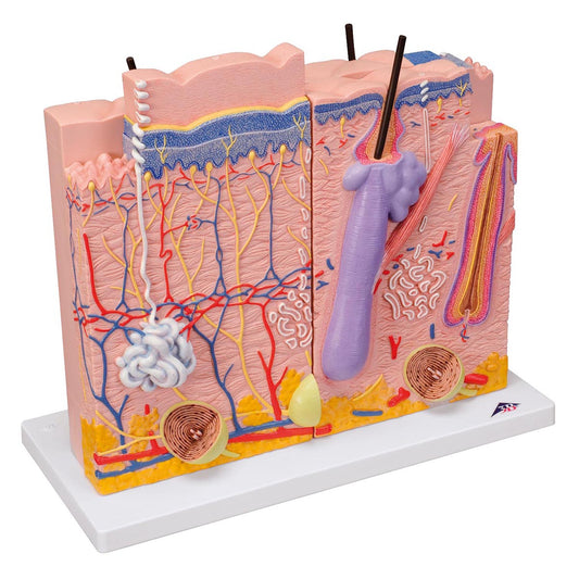 Skin model of 3 skin areas. Can be separated into 3 parts