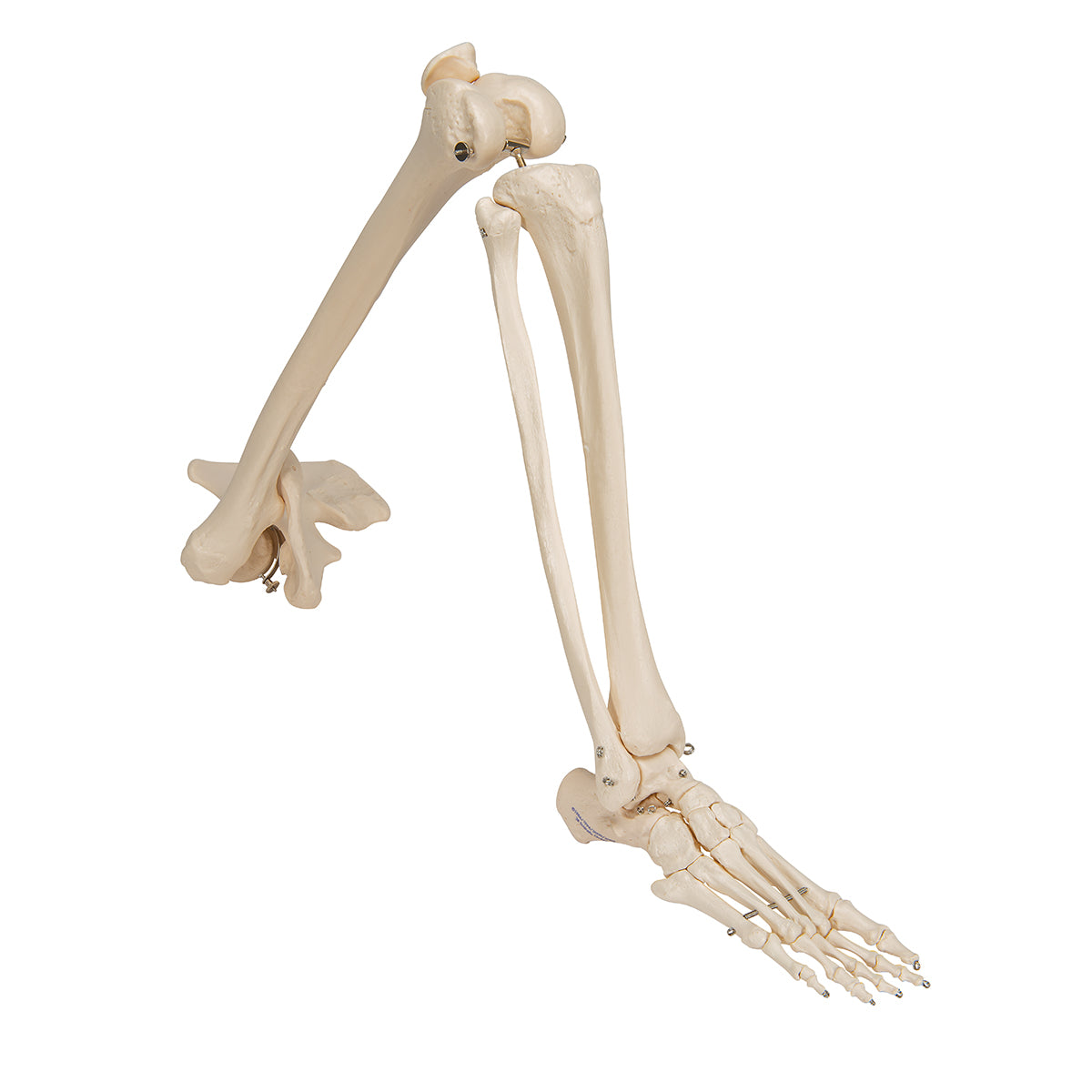 Skelettdel som visar hela högra benet med epifyslinjerna (inkl. höftben)