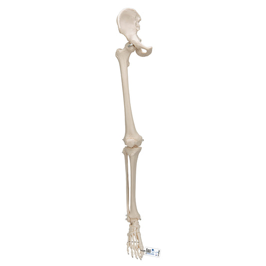 Skelettdel som visar hela högra benet med epifyslinjerna (inkl. höftben)