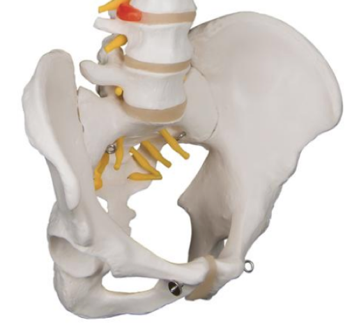Flexible spine model in adult size incl. pelvis
