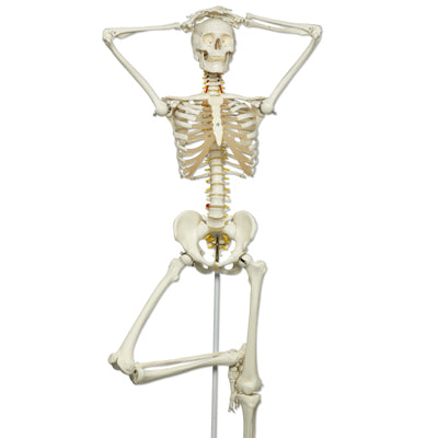 Skeleton model with movable spine and spinal nerves