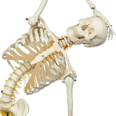 Skeleton model with movable spine and spinal nerves