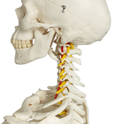 Skeletmodel med bevægelig rygsøjle og spinalnerver