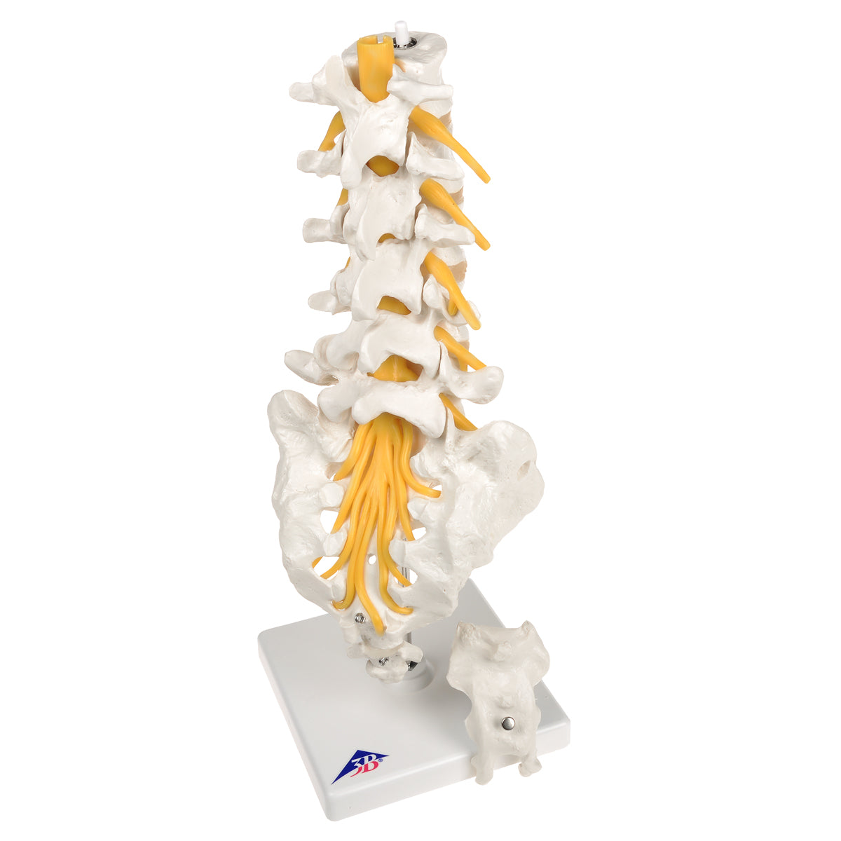 Flexibel modell av nedre delen av ryggen, korsbenet och coccyx med nerver