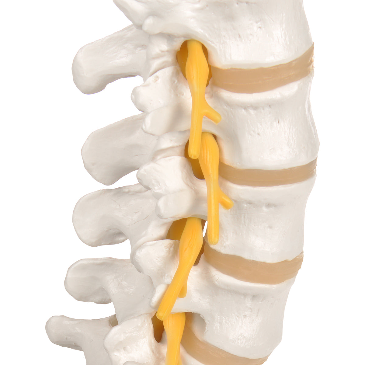 Flexibel modell av nedre delen av ryggen, korsbenet och coccyx med nerver