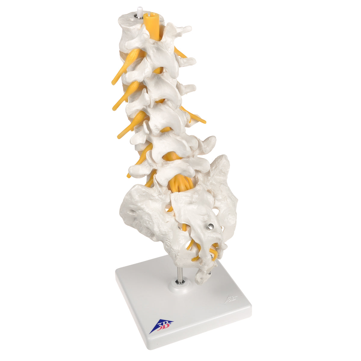 Flexible model of the lower back, sacrum and coccyx with nerves