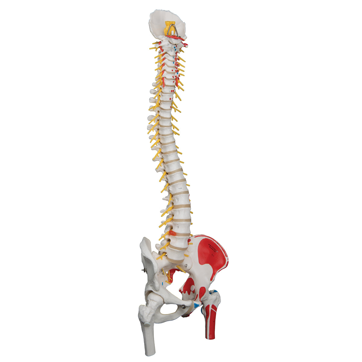 Flexibel modell av ryggraden med nerver, muskelindikationer och andra ben utan stativ