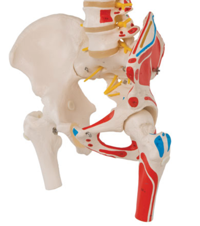 Flexible model of the spine with nerves, muscle indications and other bones without stand