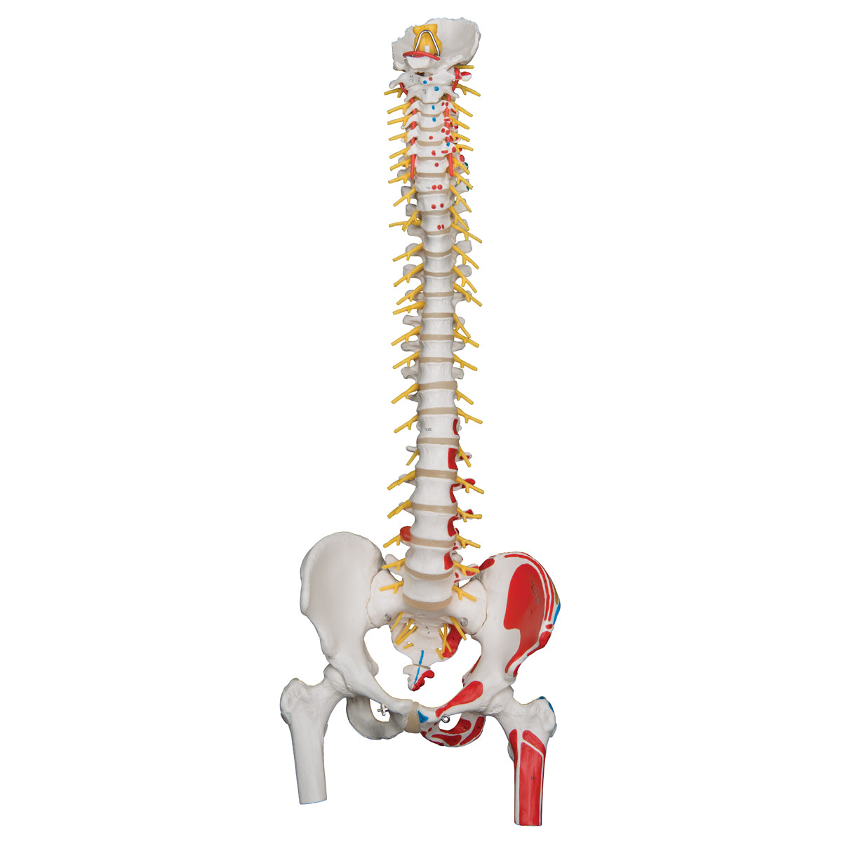 Flexible model of the spine with nerves, muscle indications and other bones without stand