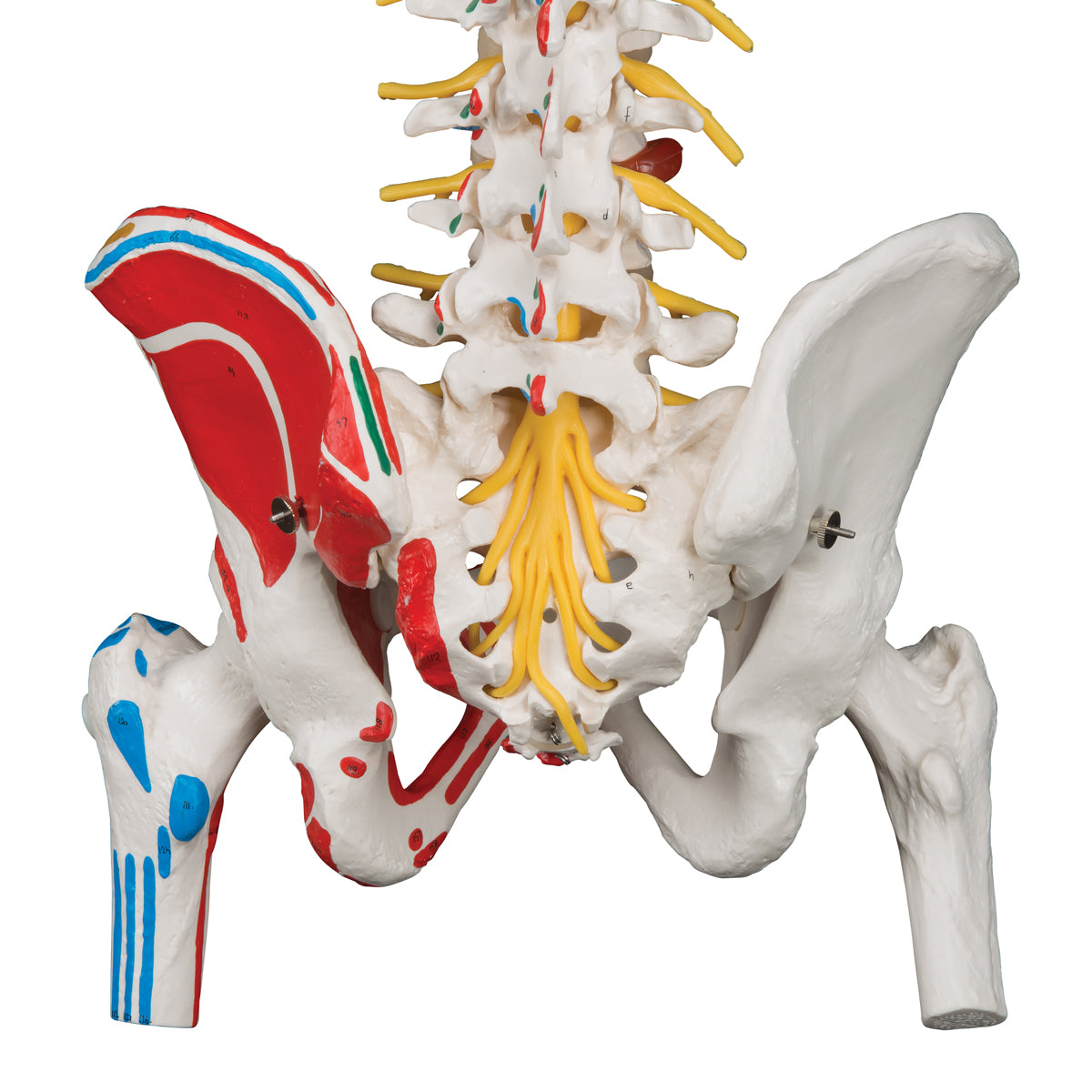 Fleksibel model af rygsøjlen med nerver, muskelangivelser og andre knogler uden stativ