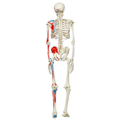 Klassisk skeletmodel med farvede muskelangivelser