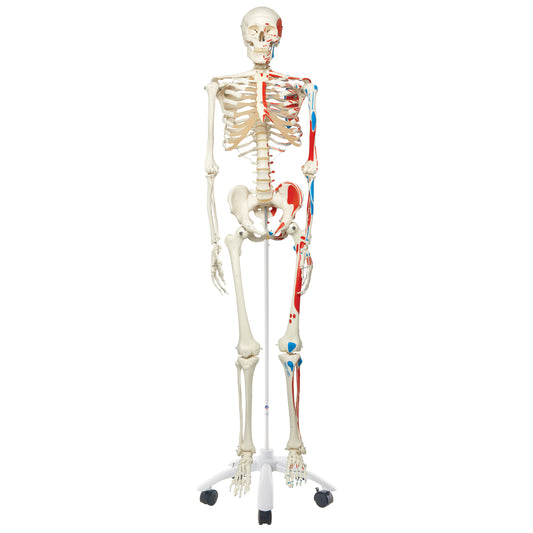 Klassisk skelettmodell med färgade muskelindikationer