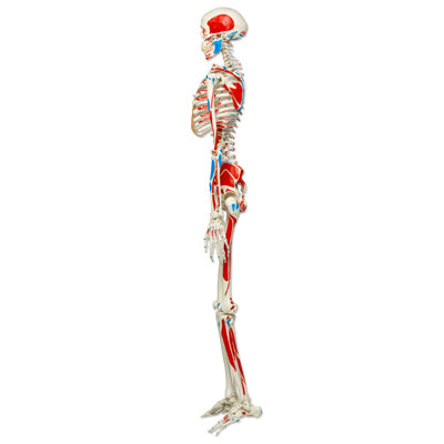 Klassisk skelettmodell med färgade muskelindikationer