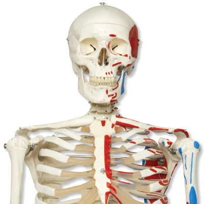 Classic skeleton model with colored muscle indications