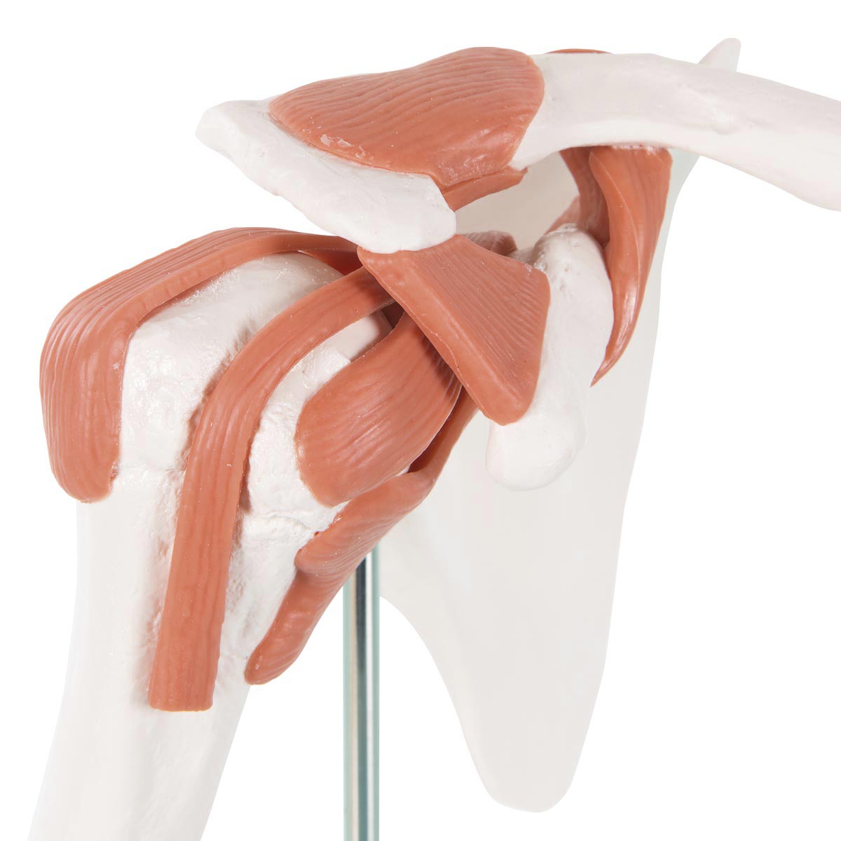 Flexibel axelmodell med ligament