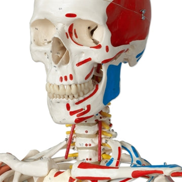 Advanced skeleton model in adult size