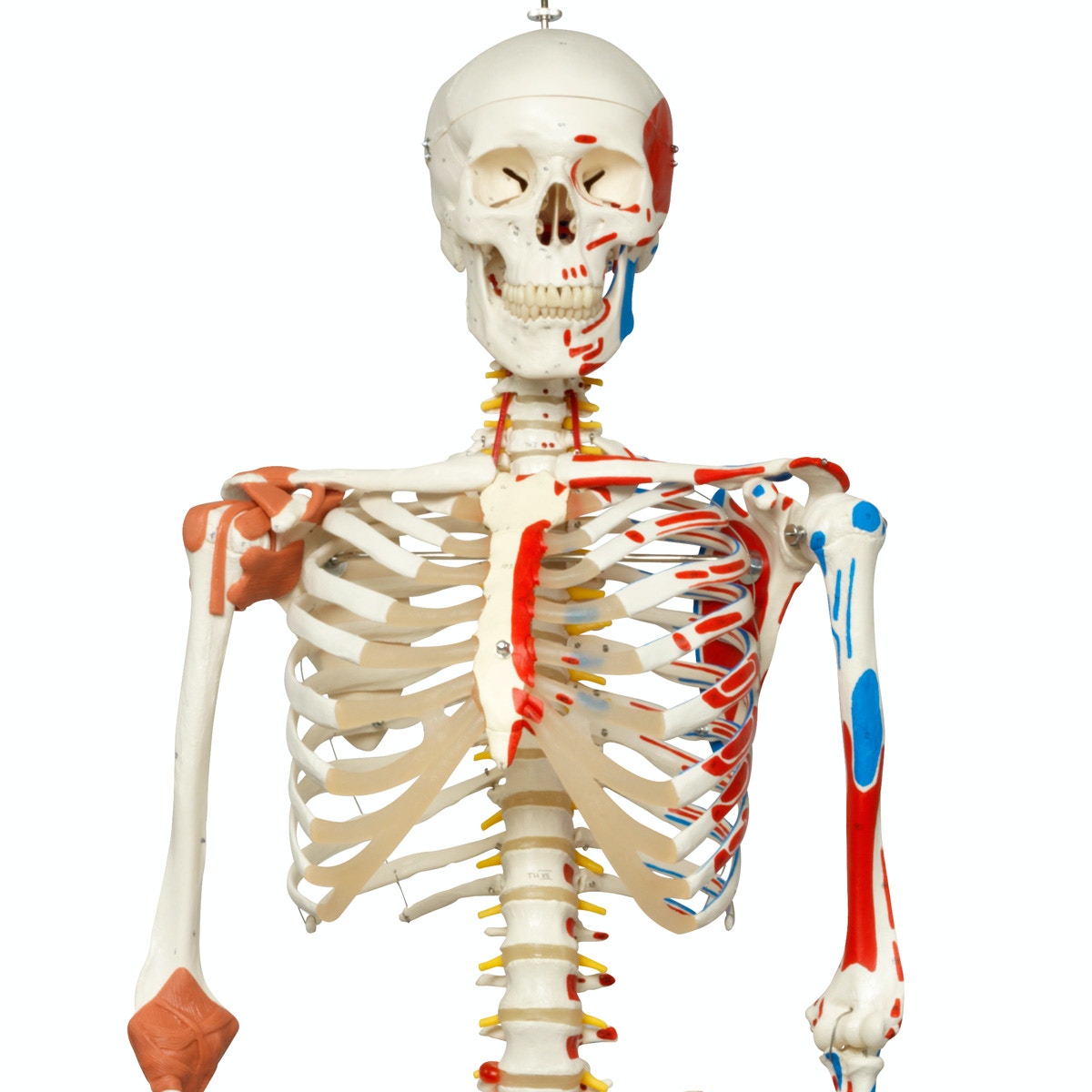 Advanced skeleton model in adult size