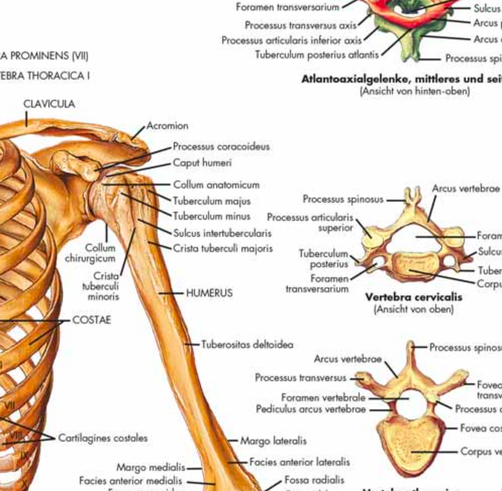 Complete poster set with the skeleton, muscles, vessels and nerves in Latin