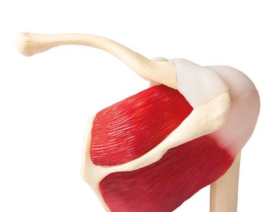 Shoulder model with muscles and ligaments incl. list with Latin names