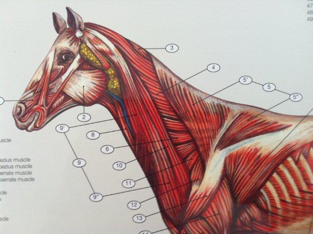 6 affischer om hästens anatomi med ren latin och engelsk text.