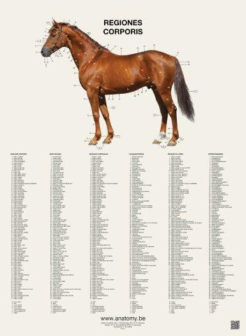 6 posters about the horse's anatomy with pure Latin and English text.