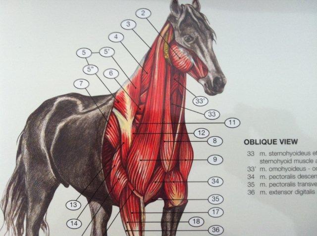 6 plakater om hestens anatomi med ren latin og engelsk tekst.