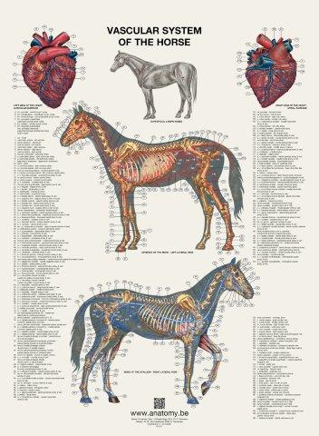 6 plakater om hestens anatomi med ren latin og engelsk tekst.