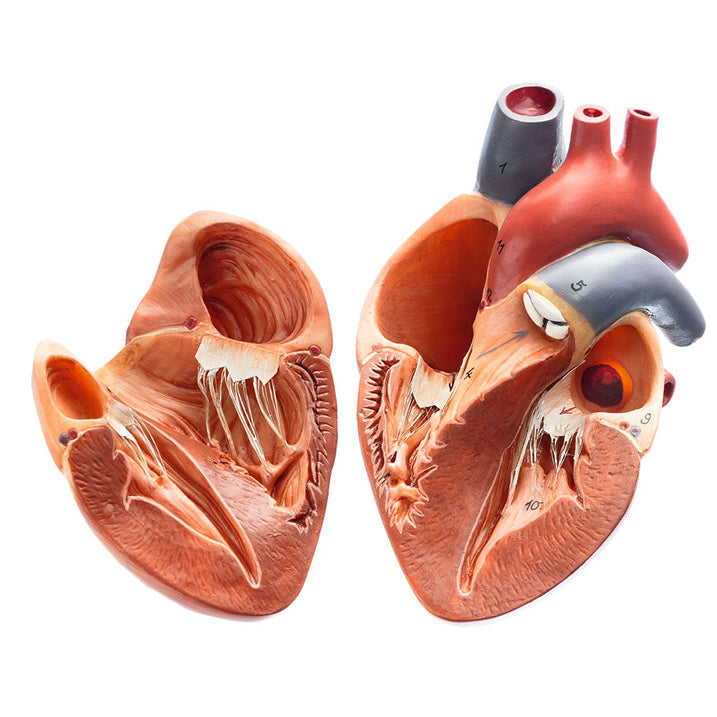 7 heart models from the 5 groups of vertebrate animals in the highest quality