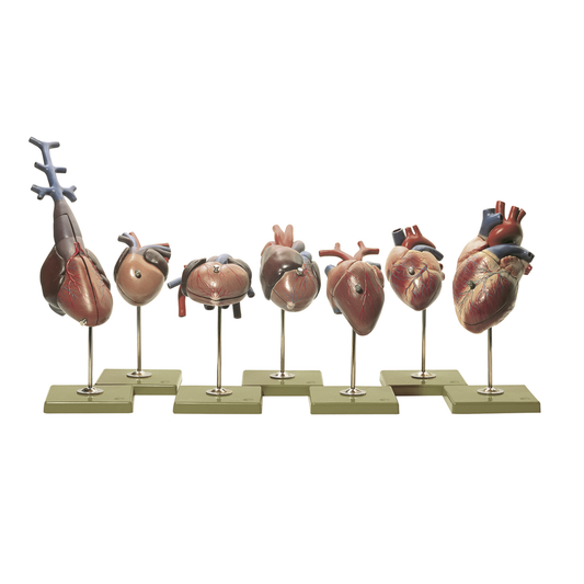 7 hjertemodeller fra hvirvel-dyrenes 5 grupper i højeste kvalitet
